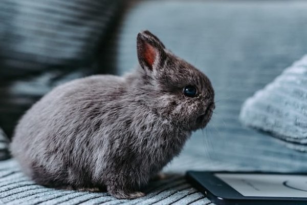 What Are the Best Enrichment Toys for a Caged Rabbit?