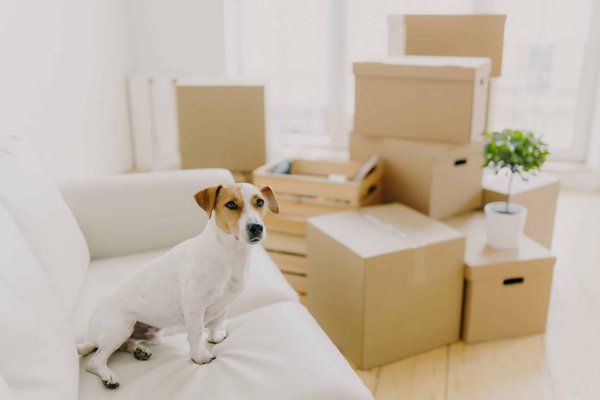 How to Design a Comfortable Sleeping Environment for an Arthritic Older Cat?